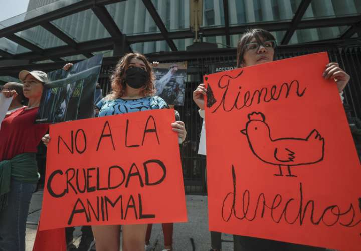  Activistas defensores de los animales protestan a las afueras del Senado de la República este jueves, en la Ciudad de México. EFE