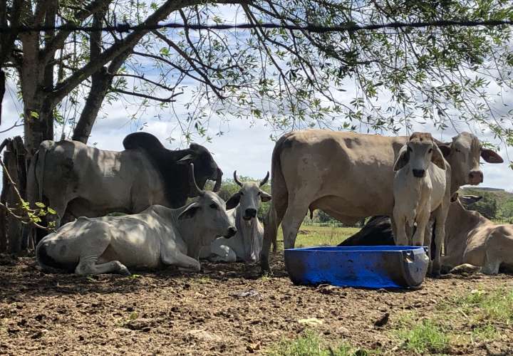 Ganaderos santeños preocupados por ausencia de lluvias