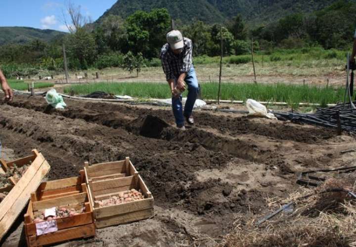Ensayo de cultivo de papa en El Valle de Antón.
