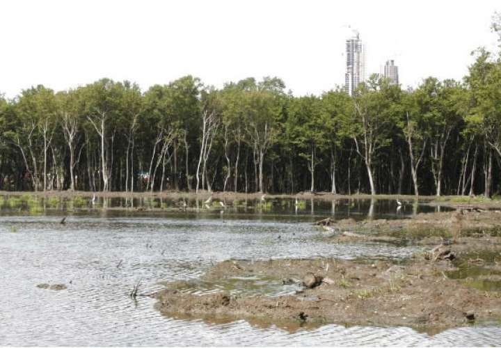 Panamá da pasos para medir el carbono azul de sus manglares