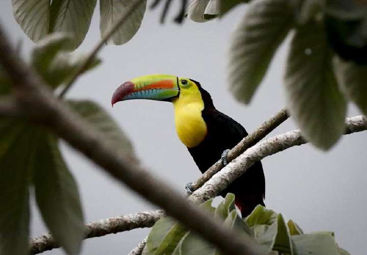 Observadores de aves se desplegaron por Panamá en el Global Big Day 2024