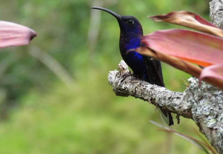 Panamá, en el Sistema Global de Información sobre Biodiversidad-GBIF