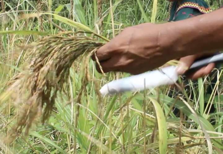 El arroz, un cultivo y un alimento como ningún otro en Panamá. Foto: Cortesía