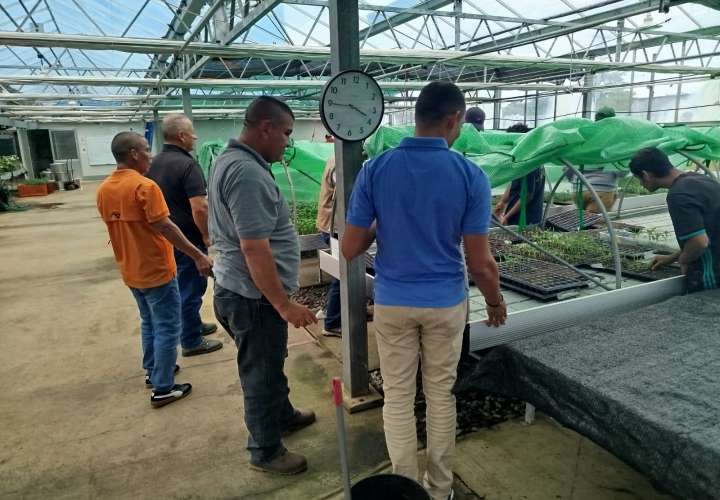 Técnicos de Colón realizan visita para ver la multiplicación de frutos