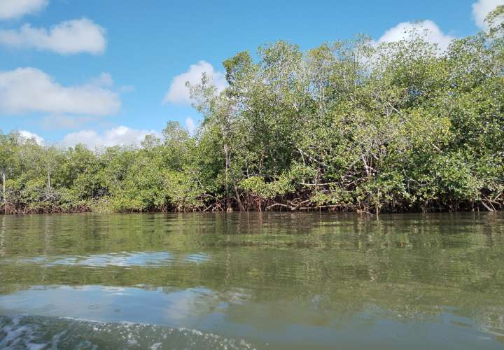 Chiriquí cuenta con el 25% de los manglares del país. Foto: Maricarmen Camargo