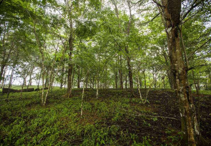 Los investigadores se sorprendieron al descubrir que la cantidad de dióxido de carbono liberado por los suelos forestales. Foto: Sean Mattson, STRI