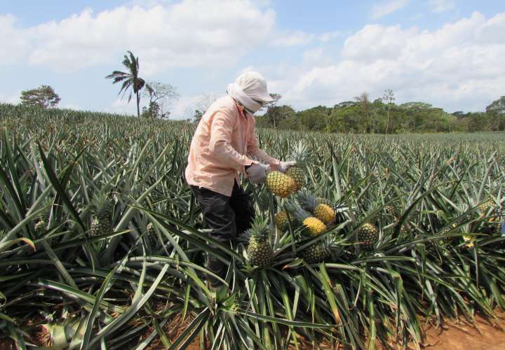 ACP inicia estudio para detectar agroquímicos en ríos de La Chorrera