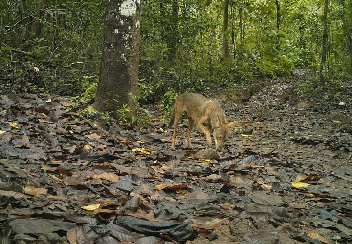 La caza del coyote está prohibida en Panamá. /  Foto: Josué Ortega (Biólogo) 