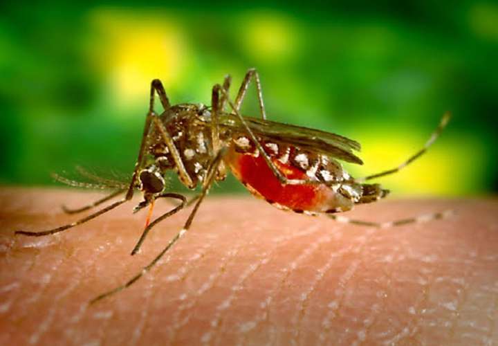 22,527 casos y 44 muertes por dengue en Panamá