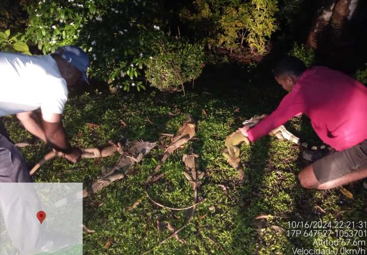 Caen con 10 iguanas en área protegida: decomisan reptiles y sancionan