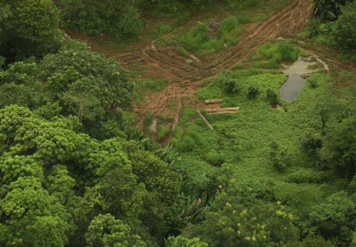 MiAmbiente suspende permisos forestales en comarcas 