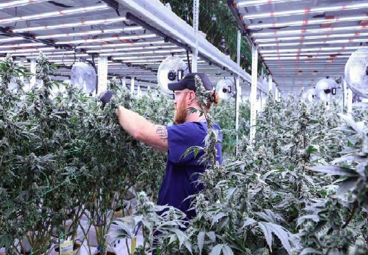 Industria del cannabis medicinal: Panamá tiene grandes oportunidades