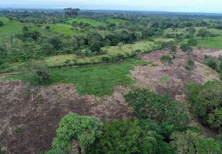 Tala y Comercio ilegal de madera amenazan a Darién