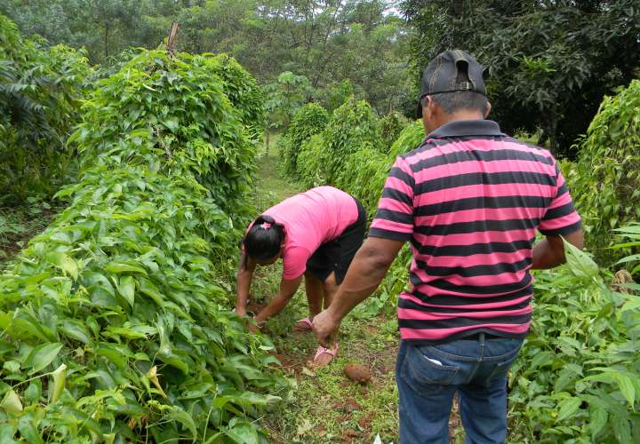 Reforma a la ley del IDIAP desata controversia entre productores