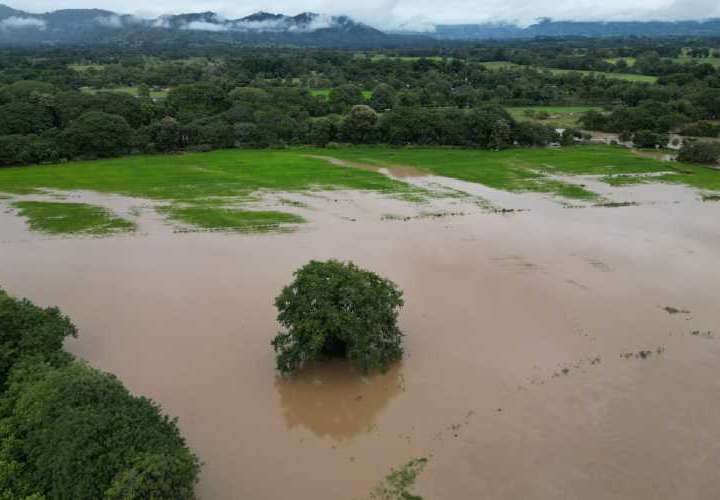 Casi 687 hectáreas de arroz bajo exceso de lluvias