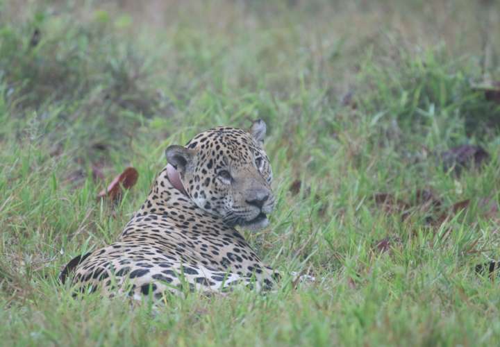 Jaguar  en Panamá.