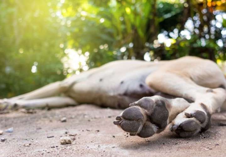 Le clavan 32 meses por matar a perro