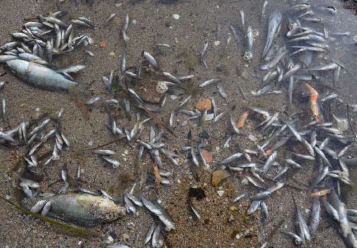 Minera rechaza vinculación con muerte de peces