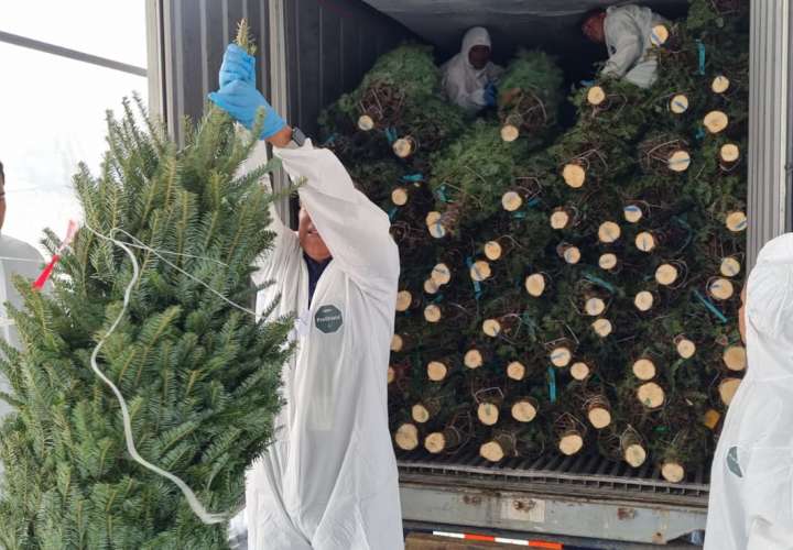 ¡Llegaron los arbolitos! Mida informa que vienen de Canadá y EEUU