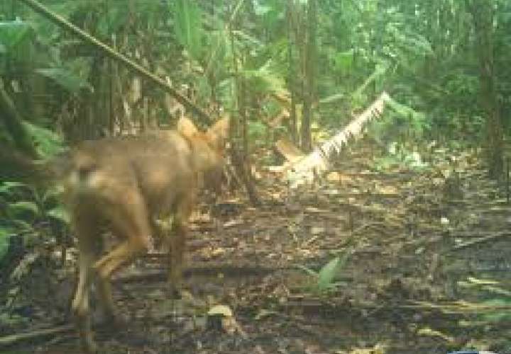 Los coyotes rodean áreas residenciales en el corregimiento de Ancón.