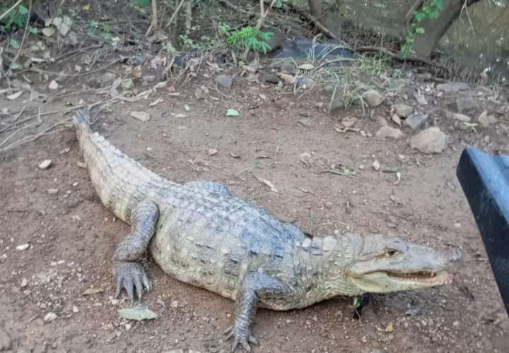 ¡Vivo con reptiles que merodean barriadas tras las lluvias!