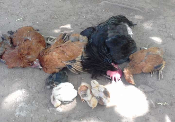 Sin investigar mortandad de gallinas y perros en Boró