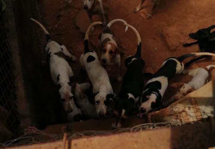Detectan caso de acumulación de mascotas en Pacora