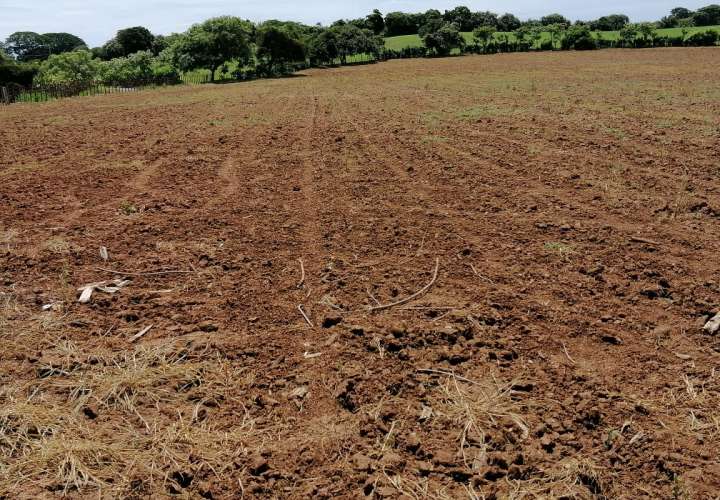 Productores de maíz afectados por falta de lluvias