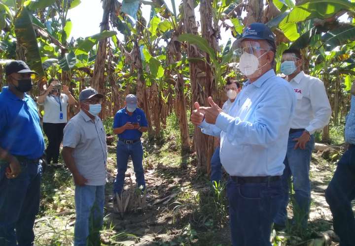 Productores de plátano en Chiriquí piden apoyo  al gobierno