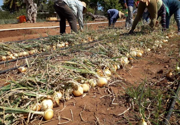 Productores herreranos diversifican y apuestan a la siembra de cebolla