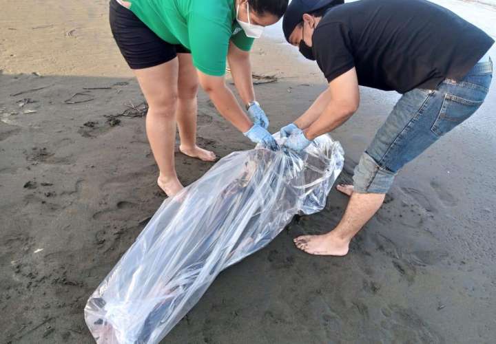 Estudiarán a un delfín varado en playa Los Guayaberos en Los Santos