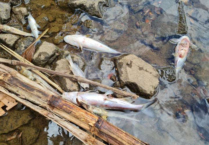 Mortandad de peces en el río Santa María ¿Qué está pasando?  