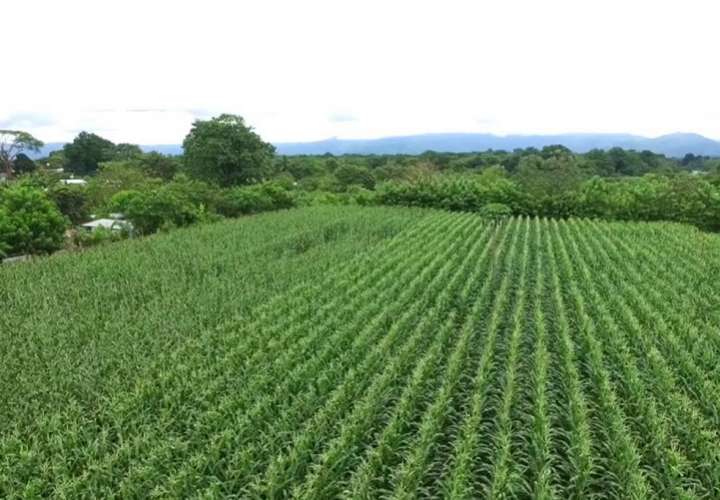 Se incrementa la producción de maíz nuevo en el área de Chepo