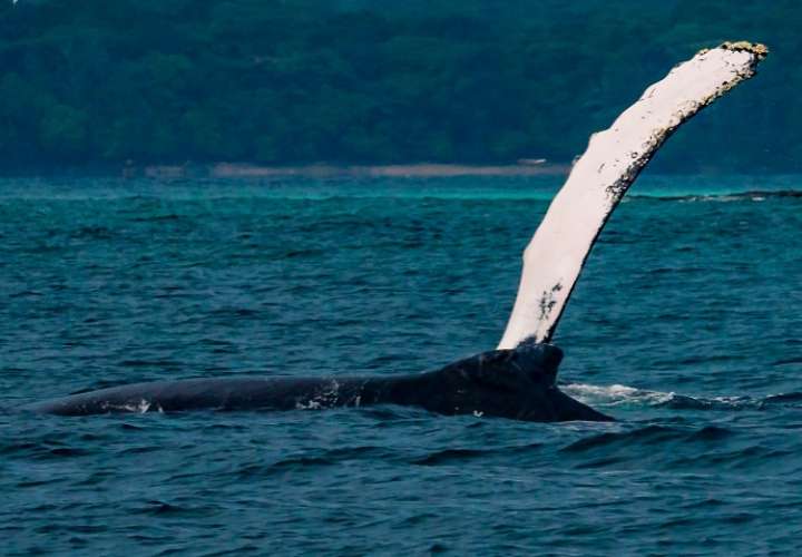 Colosales ballenas jorobadas comienzan a llegar a los mares panameños