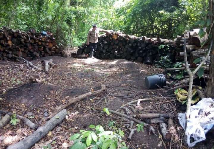 La madera talada ya había sido procesada en astillas, trozos para la elaboración de carbón y varas para la construcción de ranchos.