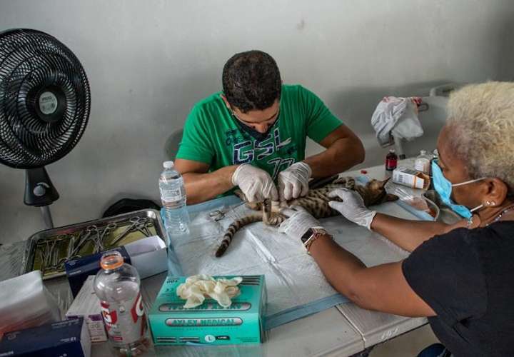 Digicel apoya a Fundación Manchitas y esterilizan más 25 mil animales