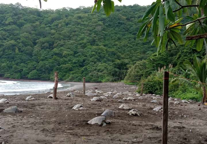 Más de 4 mil tortugas golfinas arriban a La Marinera en Los Santos