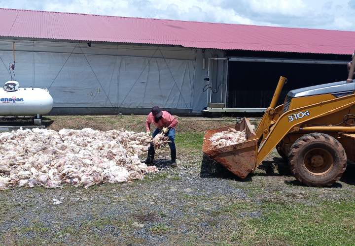 80 mil pollos mueren por apagón en Panamá Oeste (Video)