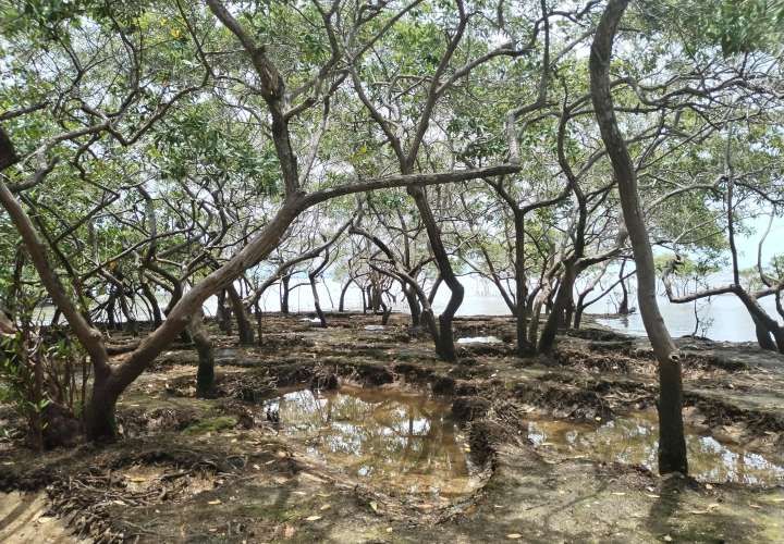 El Salado: Desde el corazón de sus manglares