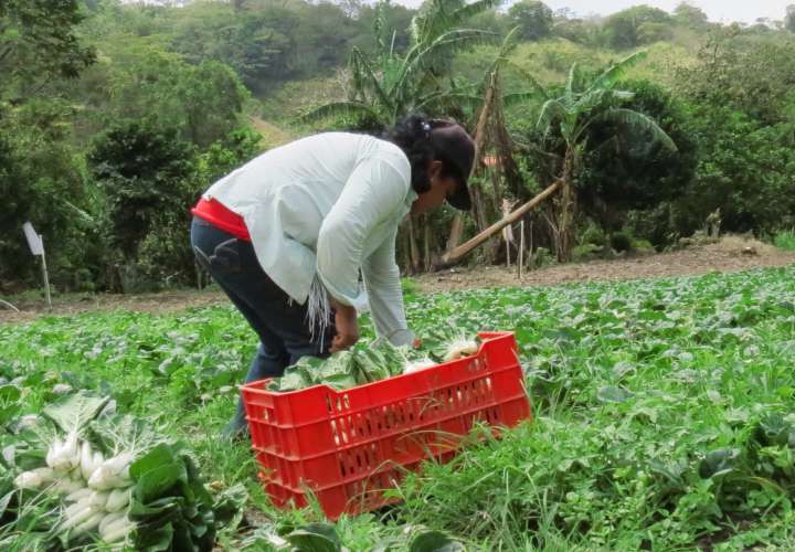Nuevos centros de venta para productores agrícolas en La Chorrera