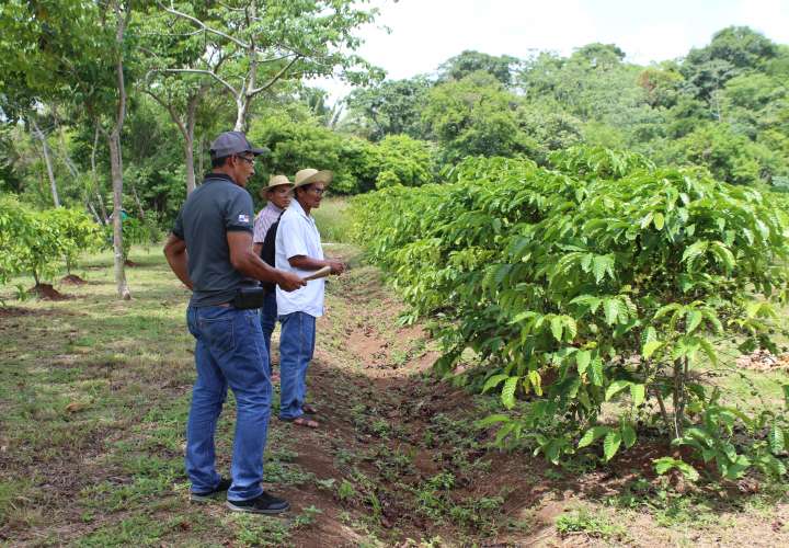 Ley 326: Transformando la Industria cafetalera en Coclé y Panamá