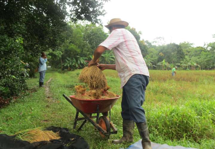 Promueven tecnología en cultivo de arroz