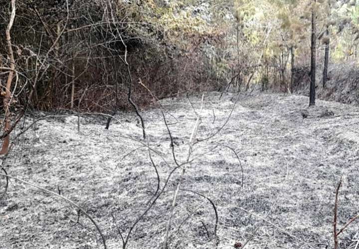 El fuego consumió varias hectáreas de bosque específicamente en el Sector de La Peña, distrito de Las Minas.