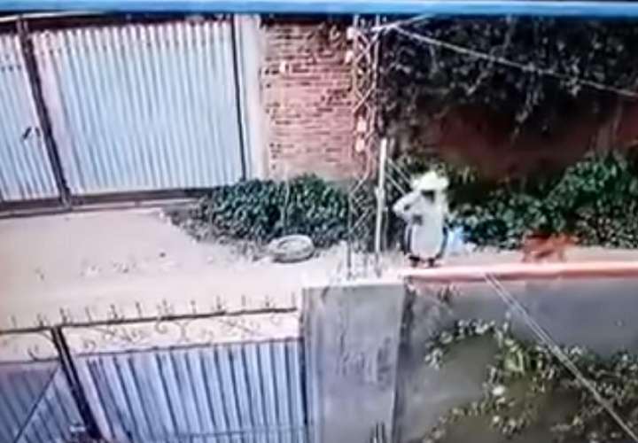 La grabación muestra que un perro la ataca y la hace caer al suelo e inmediatamente más canes se acercan a la señora para morderla.