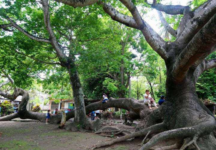 Fotografía muestra un árbol de ceiba, a orillas del río Huitzilapan, en el municipio de La Antigua, Veracruz (México). EFE