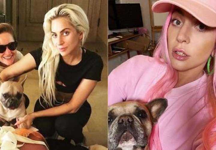 Balean al paseador de perros de Lady Gaga y ella ofrece $500 mil de recompensa