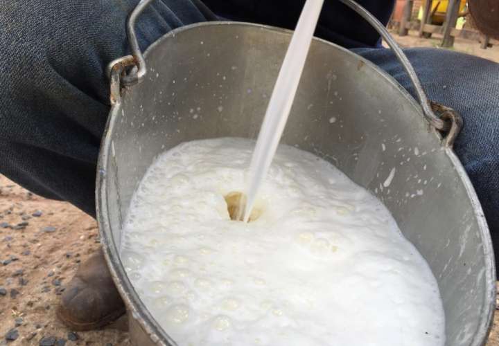 Producción de leche se mantiene robusta pese a pandemia, según estudio de Mida 