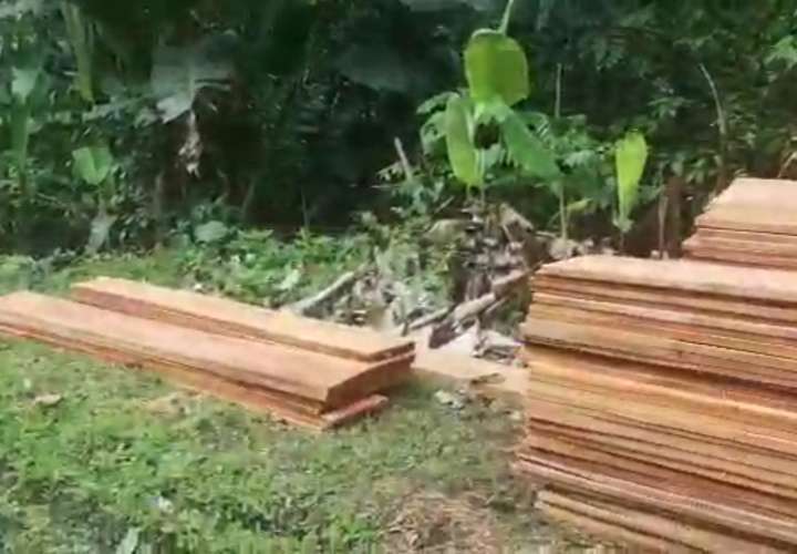 Extraen madera ilegal en Espinar, Colón
