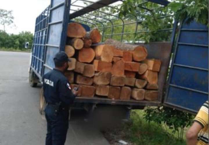 Decomisan 127 piezas de madera procesada sin permiso