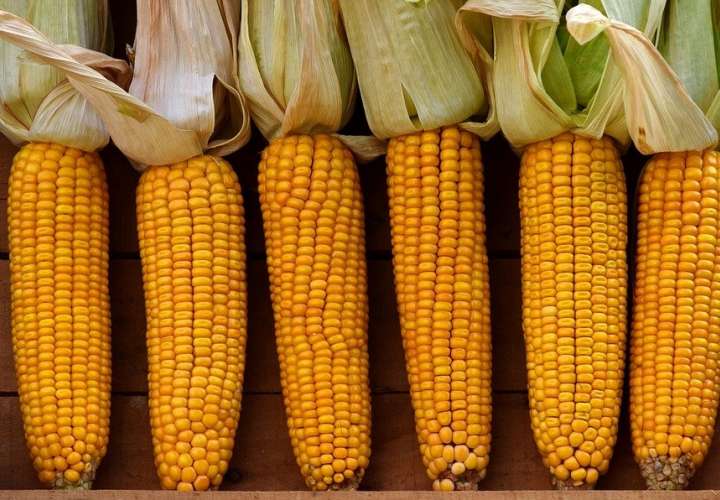 IMA almacenaría 325 mil quintales de maíz en Los Santos en el 2021